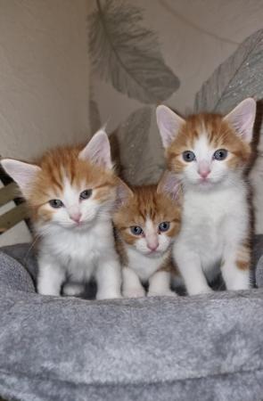 Image 10 of BEAUTIFUL KITTENS FOR SALE