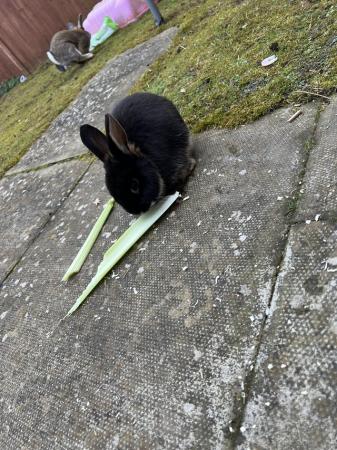 Image 3 of Mini lop rabbits for sale
