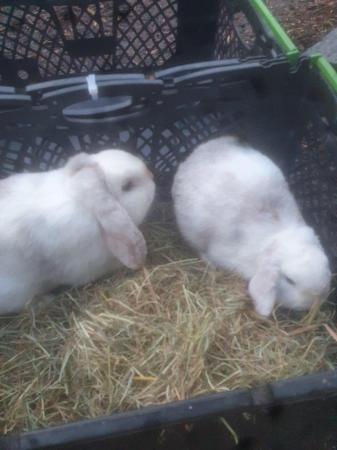 Image 3 of 2 young mini lops buck for sale £40 each