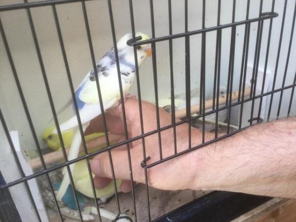 Image 3 of Baby Budgies for Sale. Most colours