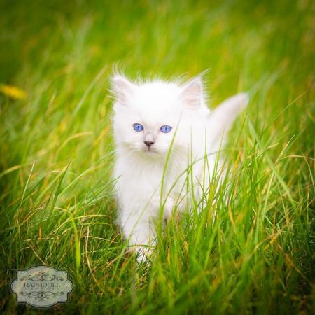 Image 3 of Ragdoll Kitten for sale Active TICA