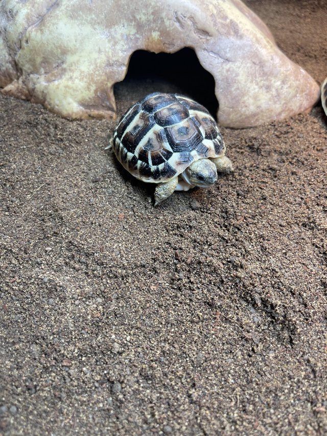 Preview of the first image of Baby Western Hermann’s Tortoise At Urban Exotics.