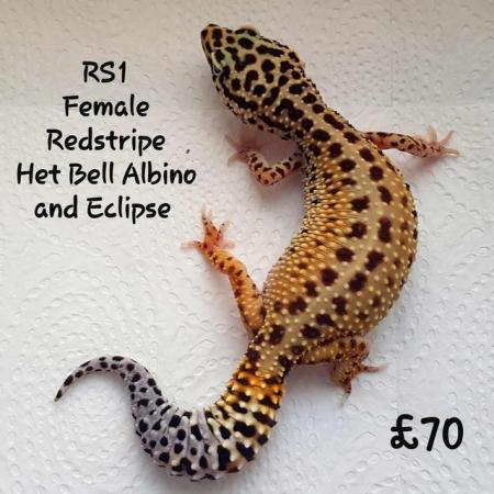 Image 14 of Leopard Geckos Available For New Homes