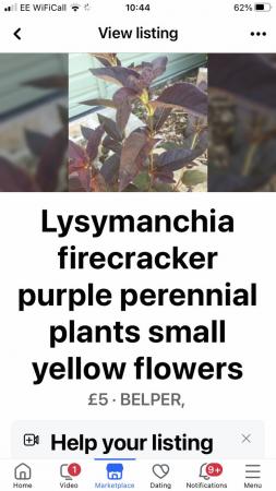 Image 1 of Perennial lysymanchia firecracker purple plants