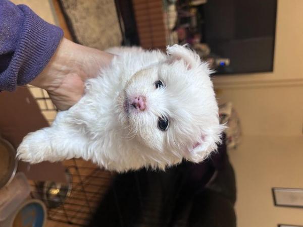 Image 2 of White Bichon and White Pomeranian Puppies in Leeds