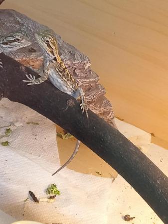 Image 1 of Babies bearded dragons are looking for forever home