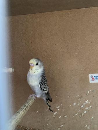 Image 8 of Baby budgies ready for new home