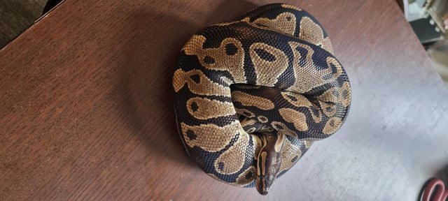 Image 28 of Full collection of ball pythons and racking