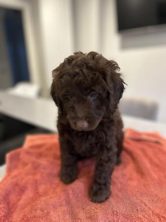 Image 10 of Outstanding Cockapoo PuppiesREADY NOW
