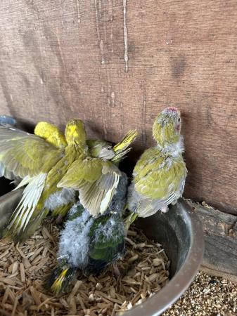 Image 10 of Adult Cockatieals all colourswhitefaceNormalspied