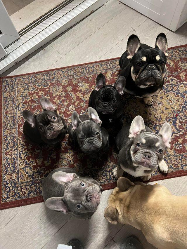 Preview of the first image of 14 Week Old French Bulldog puppies.