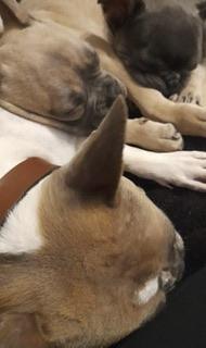 Image 5 of 2 Female French Bulldog ready for the fur-ever homes