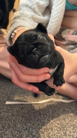 Image 6 of PUG PUPPIES FOR SALE ??