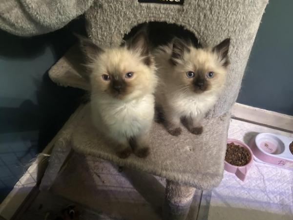 Image 8 of 10 week old Ragdoll kittens