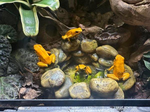Image 3 of Dart frogs orange phyllobates terribilis black foot