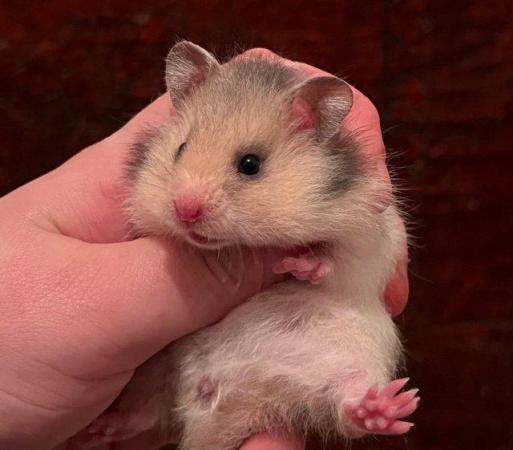 Image 6 of Baby Syrian Hamster - Very Friendly and Tame