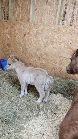 Image 2 of Miniature Colt Foal For Sale