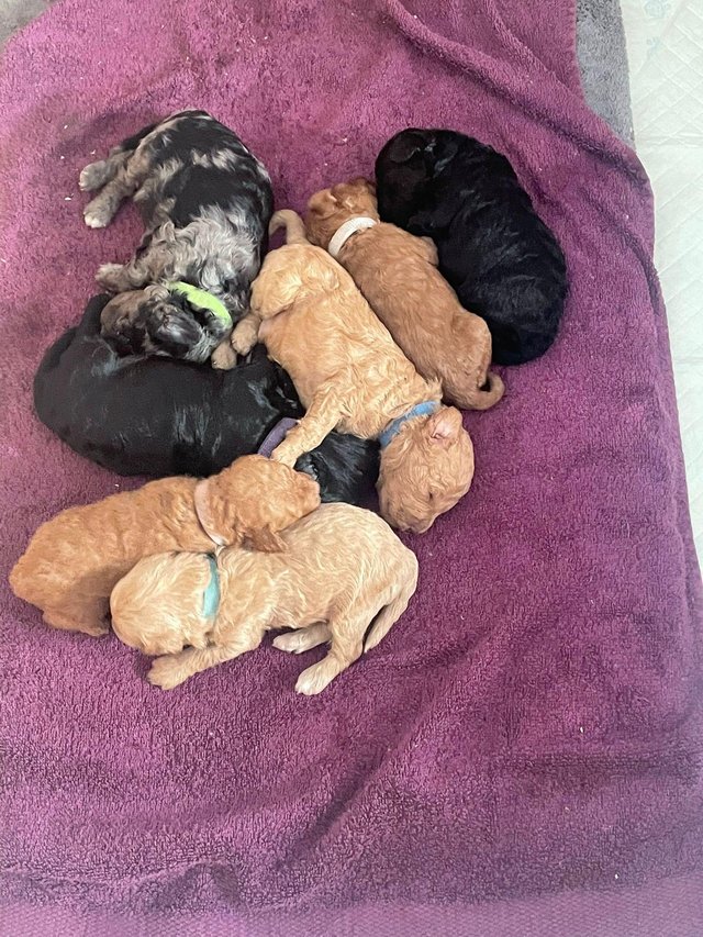 Preview of the first image of Cavapoo F1b puppies mixed litter.
