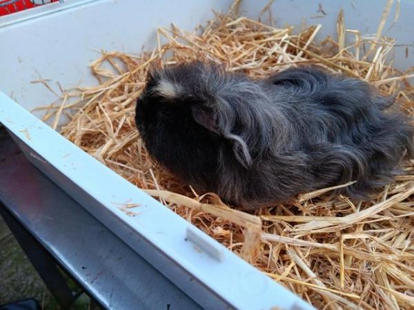 Image 3 of Guinea pig boys for sale