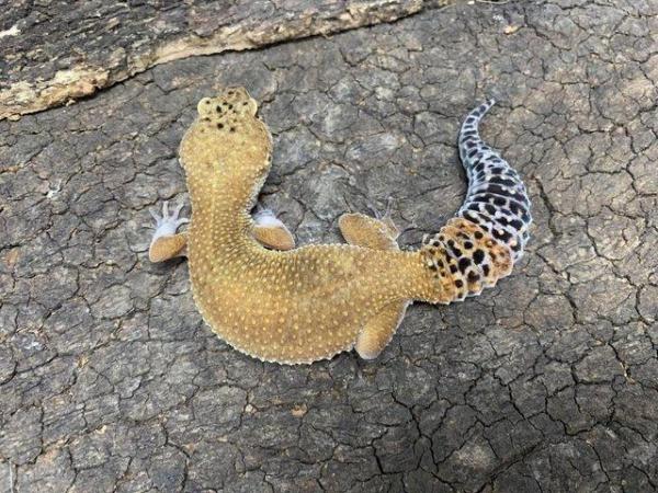 Image 3 of Super Hypo Leopard Geckos.........