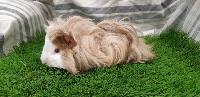 Image 11 of Lovely Bonded Male Guinea Pigs Various Breeds