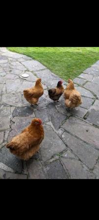 Image 4 of Garden Chicken that lay eggs very healthy and active