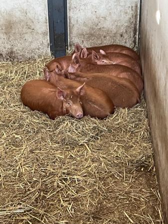 Image 2 of Tamworth Gilts and Boars for sale