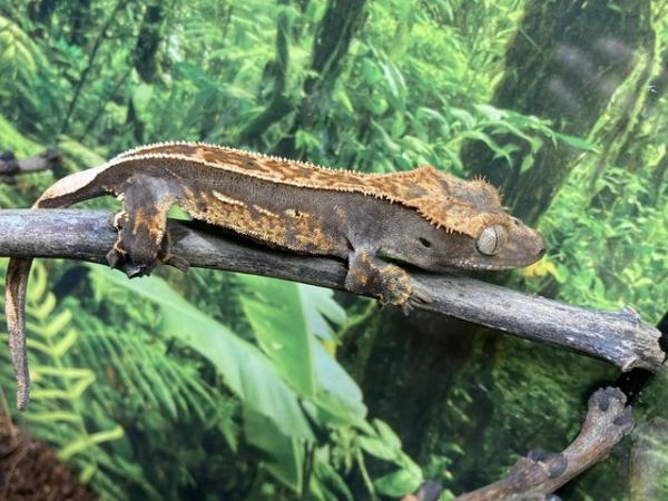 Image 2 of Unsexed juvenile full pinstripe crested gecko