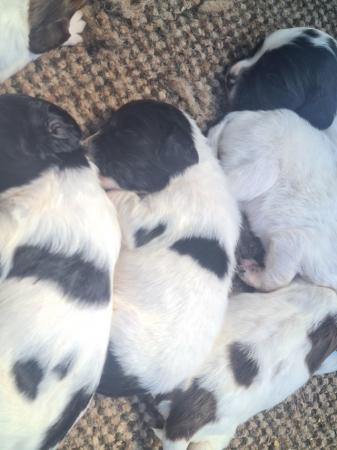 Image 8 of Stunning springer pups for sale