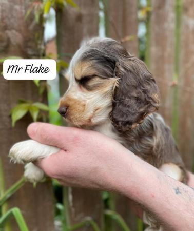 Image 11 of Stunning KC & DNA clear Show Cocker Spaniels Puppies