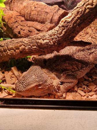 Image 3 of Bearded dragon for sale