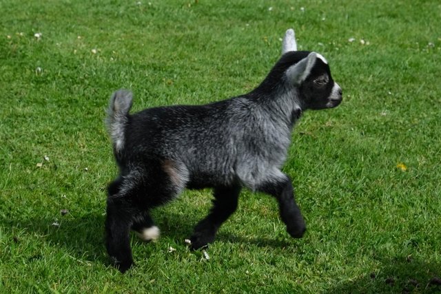 Image 2 of PYGMY GOAT WETHER KIDS FROM REGISTERED PARENTS