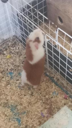 Image 3 of 3 month old pure bred teddy guinea pig