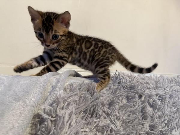 Image 21 of 5 generation TICA registered bengal kittens for sale.