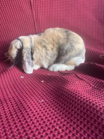 Image 2 of 1 X French Lop Doe (Female)