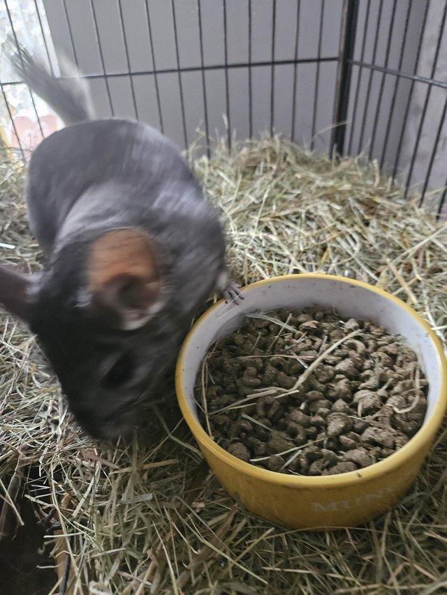 Preview of the first image of 15 month old female chinchillas.