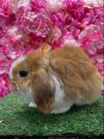 Image 4 of Mini lop buck Ready now Pet home only