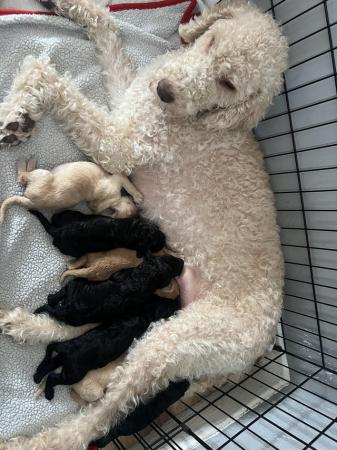 Image 4 of F1B Labradoodle puppies for sale looking for loving humans