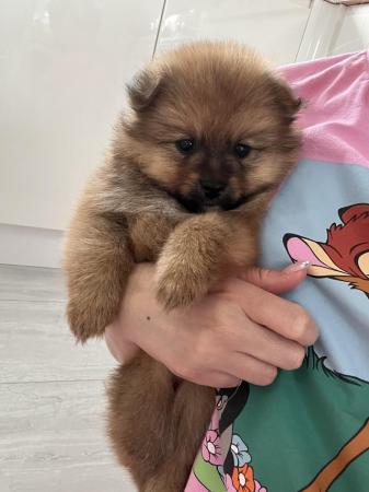 Image 11 of Pomeranian puppies extra fluffy 1 girl and 1 boy available