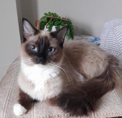 Image 10 of Maine Coon x Ragdoll kittens ready now