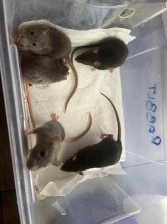 Image 6 of 5 half dumbo ear baby rats only 1 girl left and 4 boys