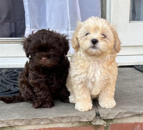 Image 15 of Gorgeous Shihpoos For Sale