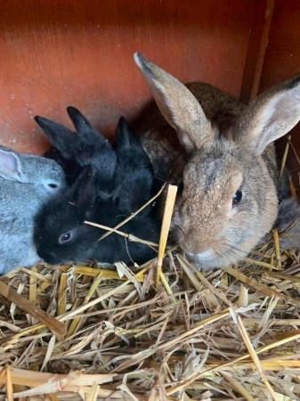 Image 2 of Rabbit  (black  female) looking for a new home, £10