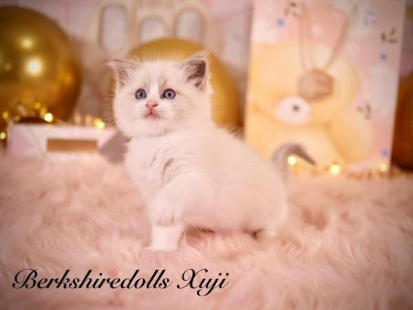 Image 4 of Absolutely beautiful pedigree ragdoll kittens