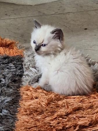 Image 2 of Blue/lilac point male ragdoll ready now