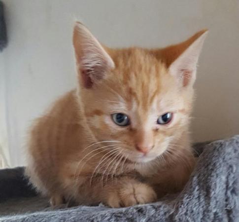 Image 4 of Two ginger boys ready for there new home