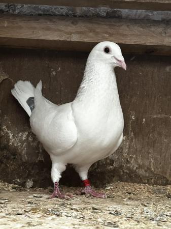 Image 2 of House of aarden Barcelona white pied cock and hen pair