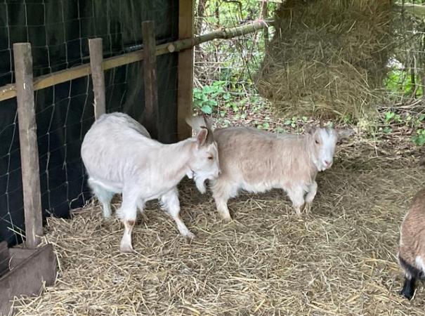 Image 1 of Pygmy nanny goats for sale
