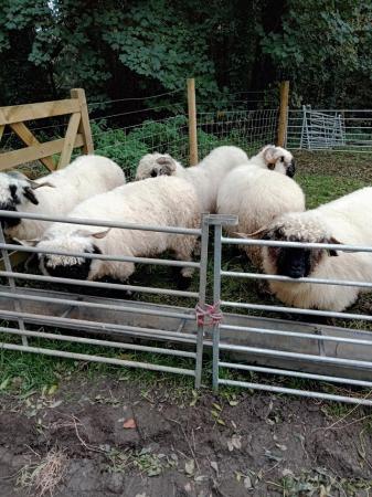 Image 1 of Pedigree blacknose Valais breeding ewes a family of 4