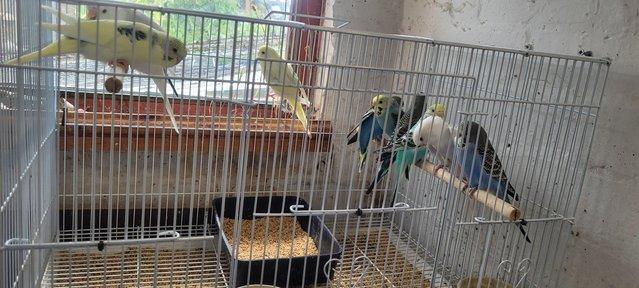 Preview of the first image of Baby budgies approximately 6weeks old.